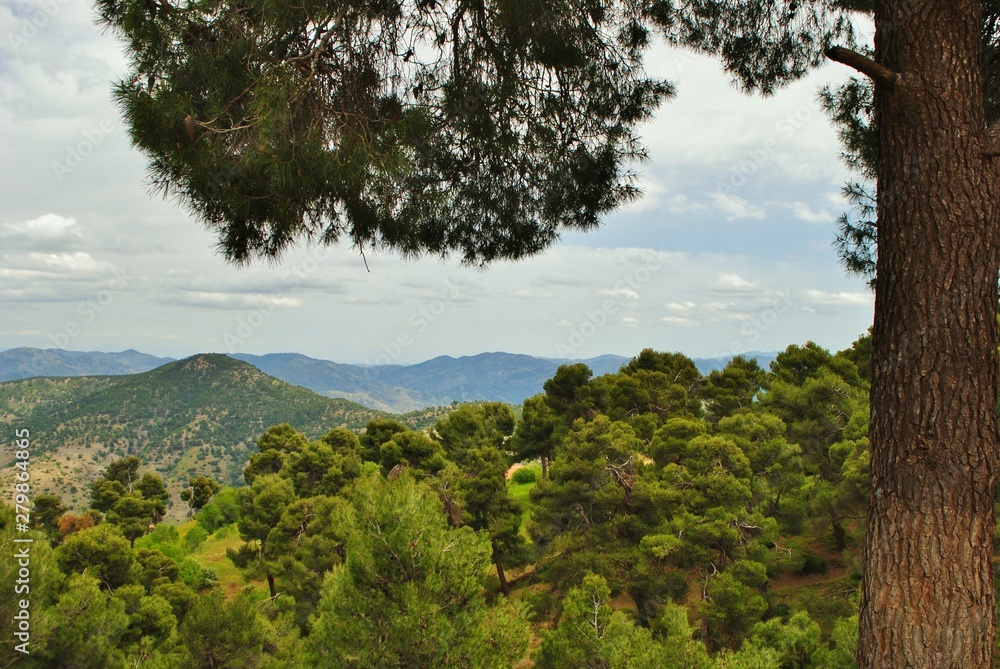 Foret de pins, dans l'Ouarsenis, Algerie