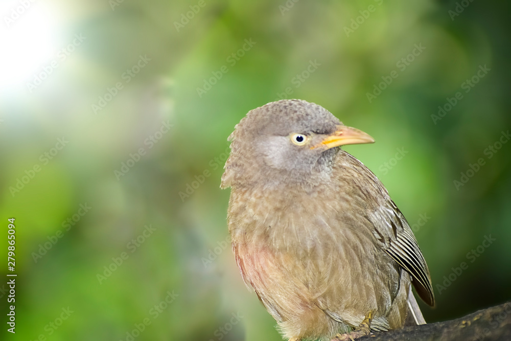 Obraz premium Wild Bird in its natural habitate.India.may 2019.