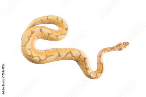 python on white background
