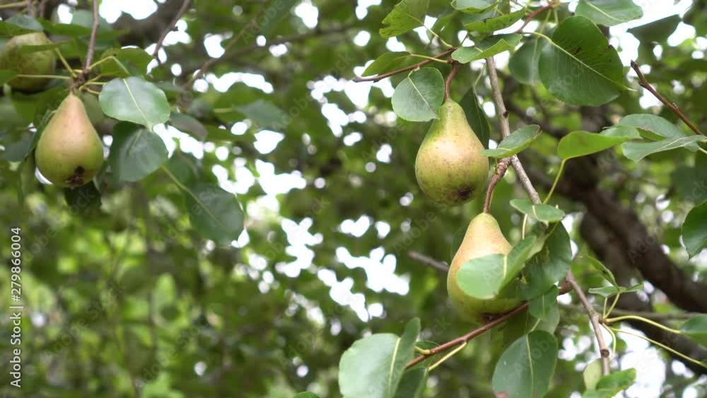 Wild conference pears grow on a tree with green leaves. Wind shakes branches with fruits on a sunny day Wild conference pears grow on a tree with green leaves. Wind shakes branches with fruits on a sunny day
