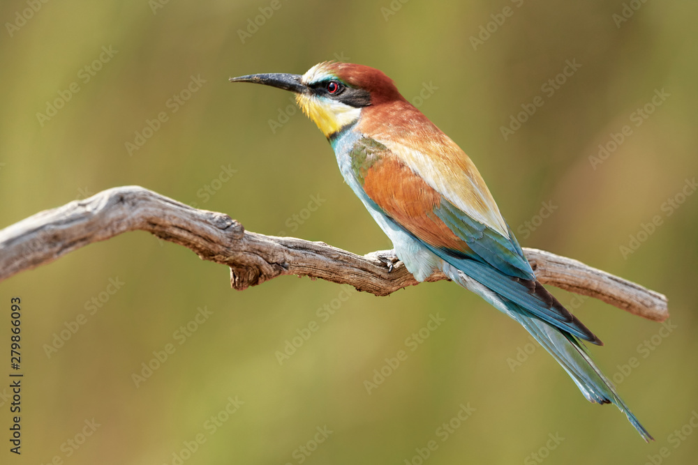 European Bee-Eater (Merops apiaster) bird on a large branch in Gerolsheim, Germany European Bee-Eater (Merops apiaster) bird on a large branch in Gerolsheim, Germany