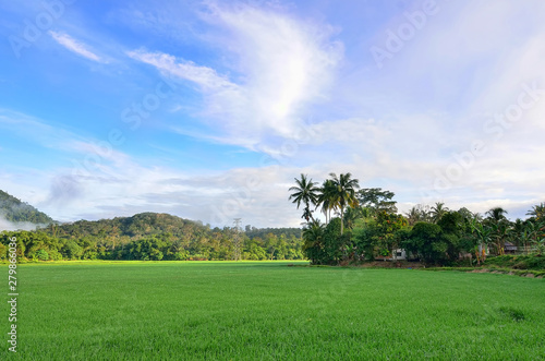 Paddy field with blue sky