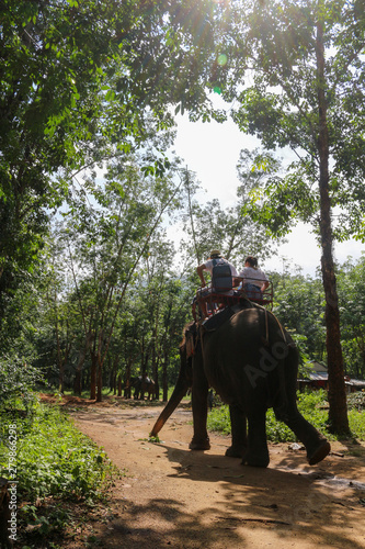 Elephant Trekking in the Forest