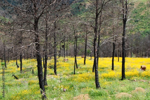 La vie reprend, après l'incendie