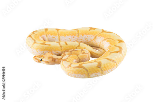 python on white background