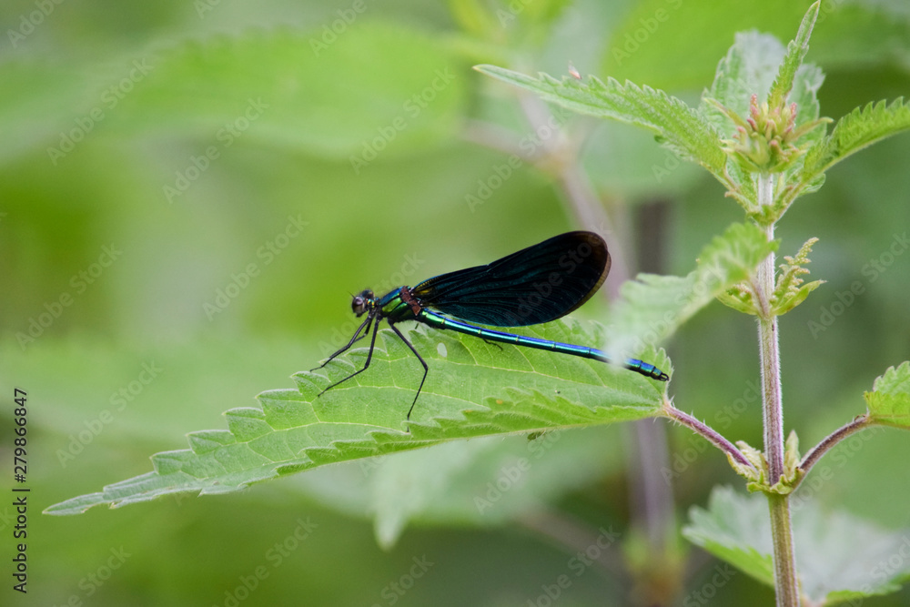 blue dragonfly on a nettle blue dragonfly on a nettle