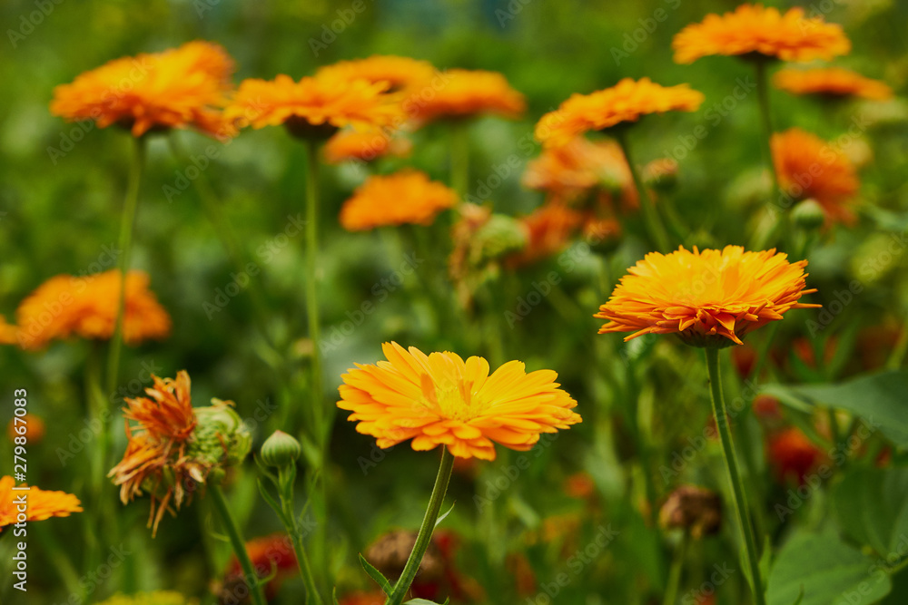 nature summer garden flowers yellow in the field