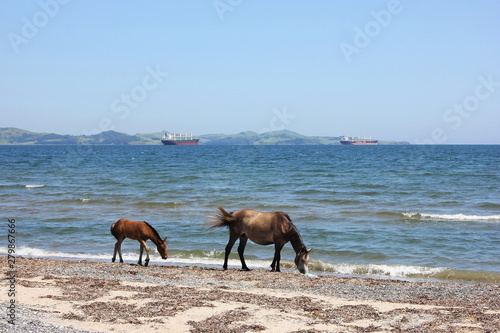 Horse and foal walking on the coast