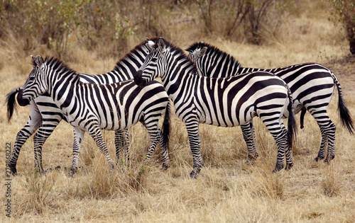 Stripes at Masai Mara Grassland  Kenya