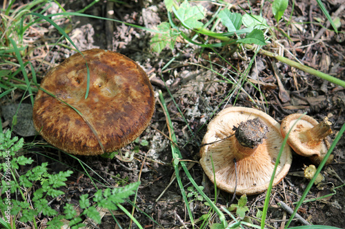 Hymenophore of Paxillus involutus or Brown roll-rim mushroom. July, Belarus photo