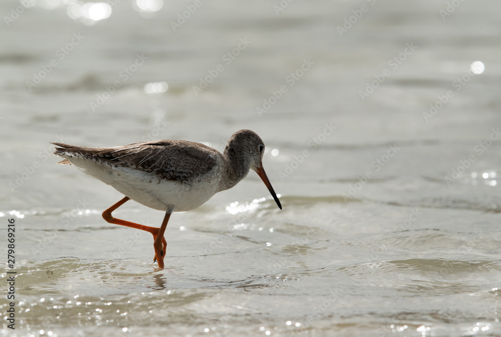 Redshank feeding at Busaiteen coast, Bahrain Redshank feeding at Busaiteen coast, Bahrain