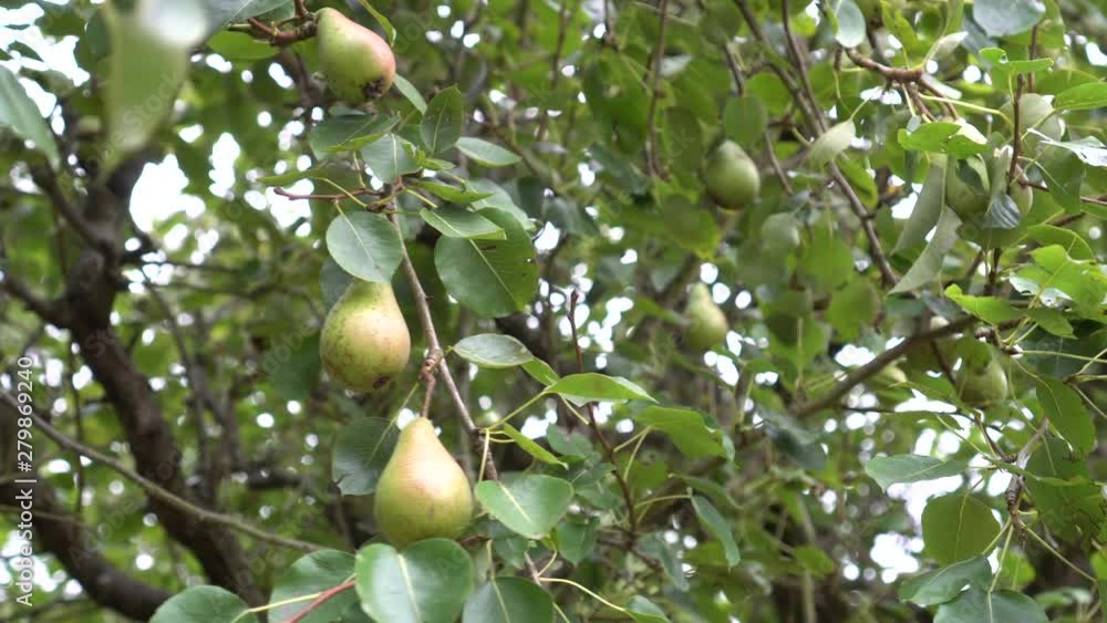 Wild conference pears grow on a tree with green leaves. Wind shakes branches with fruits on a sunny day Wild conference pears grow on a tree with green leaves. Wind shakes branches with fruits on a sunny day