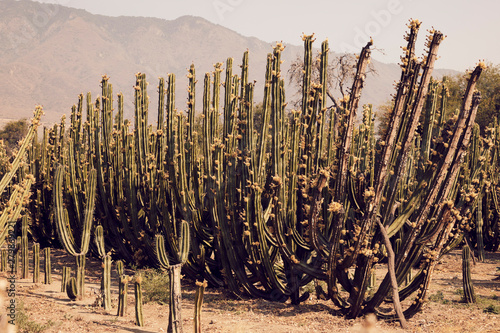 Cactus landscape in desert. photo