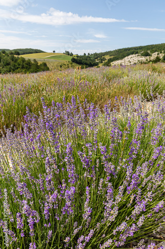 fields of real lavender on the mountain of Lure