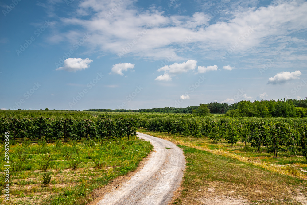 Country dirt road in Poland amongapple orchards in july, before harvesting time. Blue tinted cloudy sky with green mixed forest in the background. Peaceful countryside atmosphere