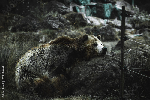 Bear Resting Head 