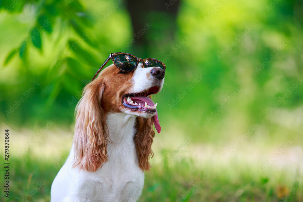 Dog breed Russian hunting spaniel Dog breed Russian hunting spaniel