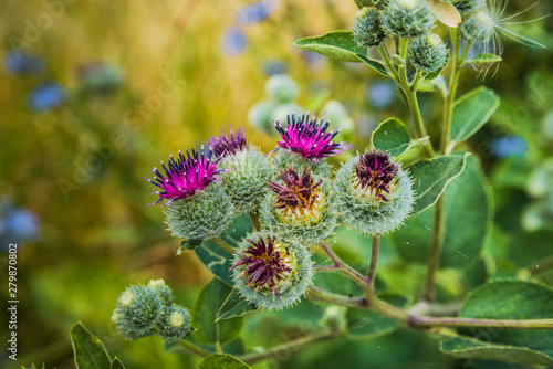 Close up of greater burdock, edible burdock flowers, beggar's buttons, thorny burr or gobō (Arctium lappa)