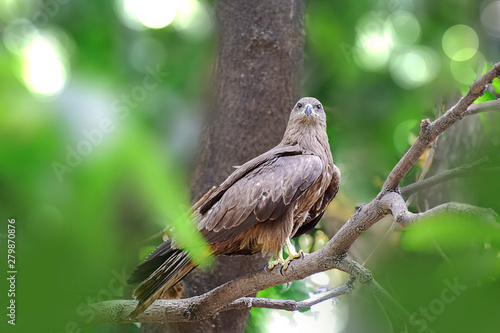Indian Eagle the Kite sitting on the tree branch in the defth of field picture. India.