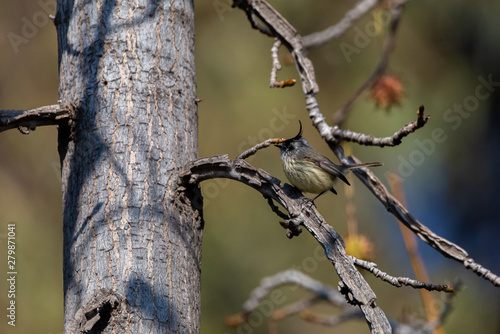 Little Bird Tufted Tit-Tyrant. (Cachudito) Latin name Anairetes Parulus. Santiago. Chile photo