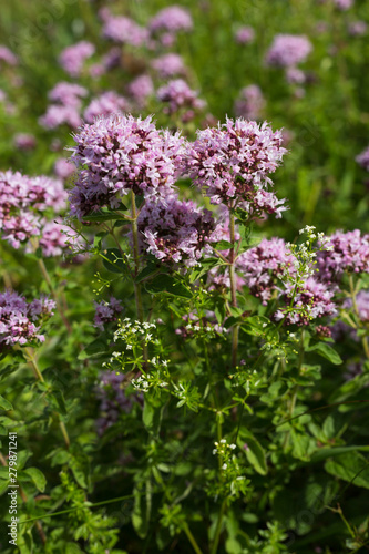 Feld-Thymian, Thymus pulegioides