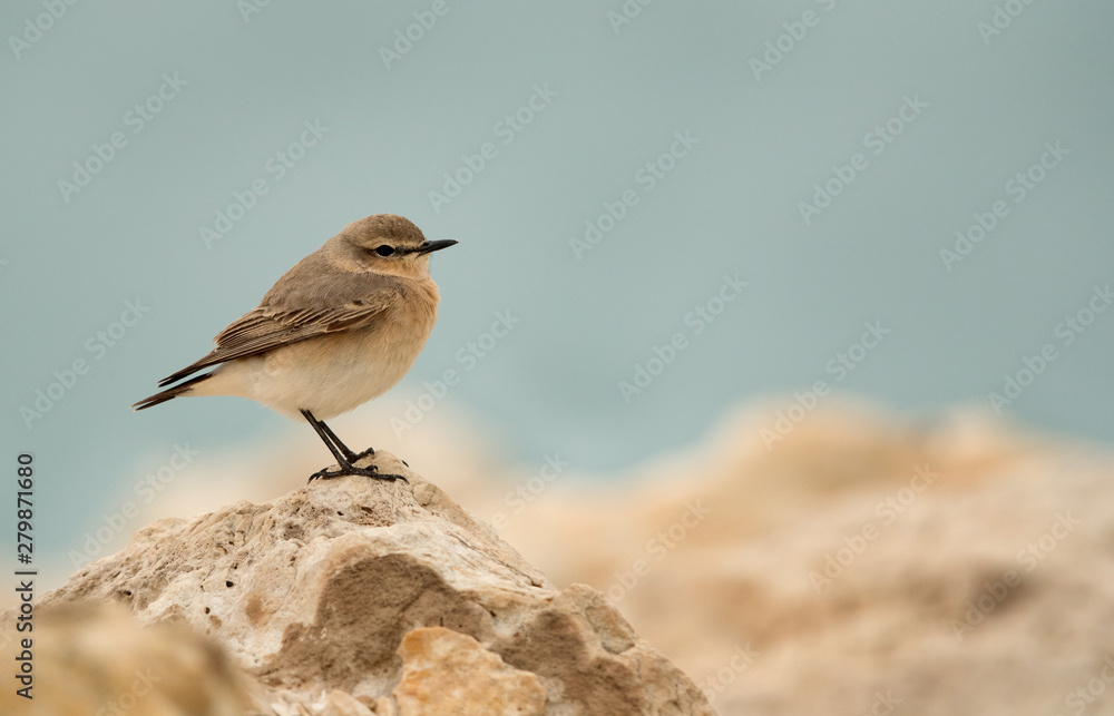 Fototapeta premium Desert wheatear perched on limestone rock, Bahrain