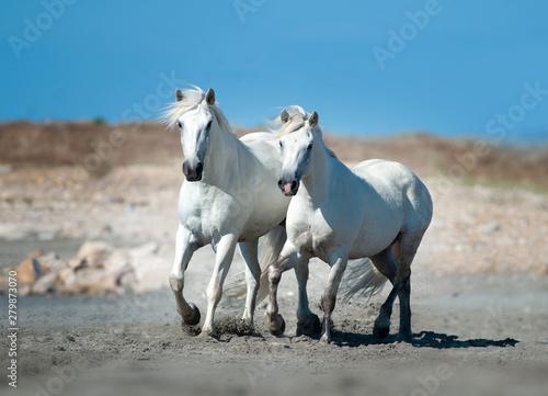 two white camargue horses running among seashore © Olga Itina