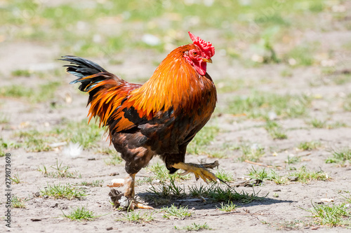 A dwarf cock goes through the farm yard_