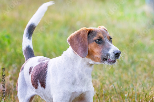 Portrait of an Estonian hound with attentive look at the profile _