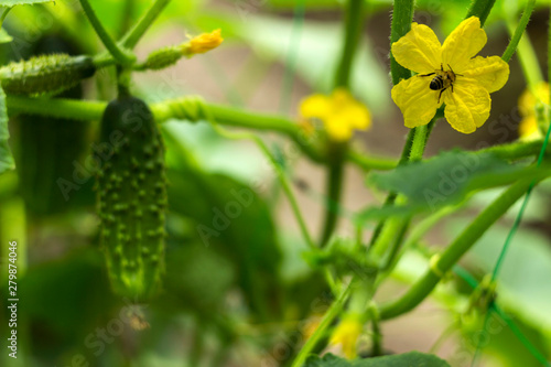 Flowering cucumber yellow flowers with a bee in the garden. Vegetable blooms, small and fresh cucumbers, background. Agriculture