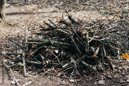 Wallpaper Mural Wooden logs in the forest, stacked in a pile in Dolomites. Freshly chopped tree logs stacked up on top Torontodigital.ca