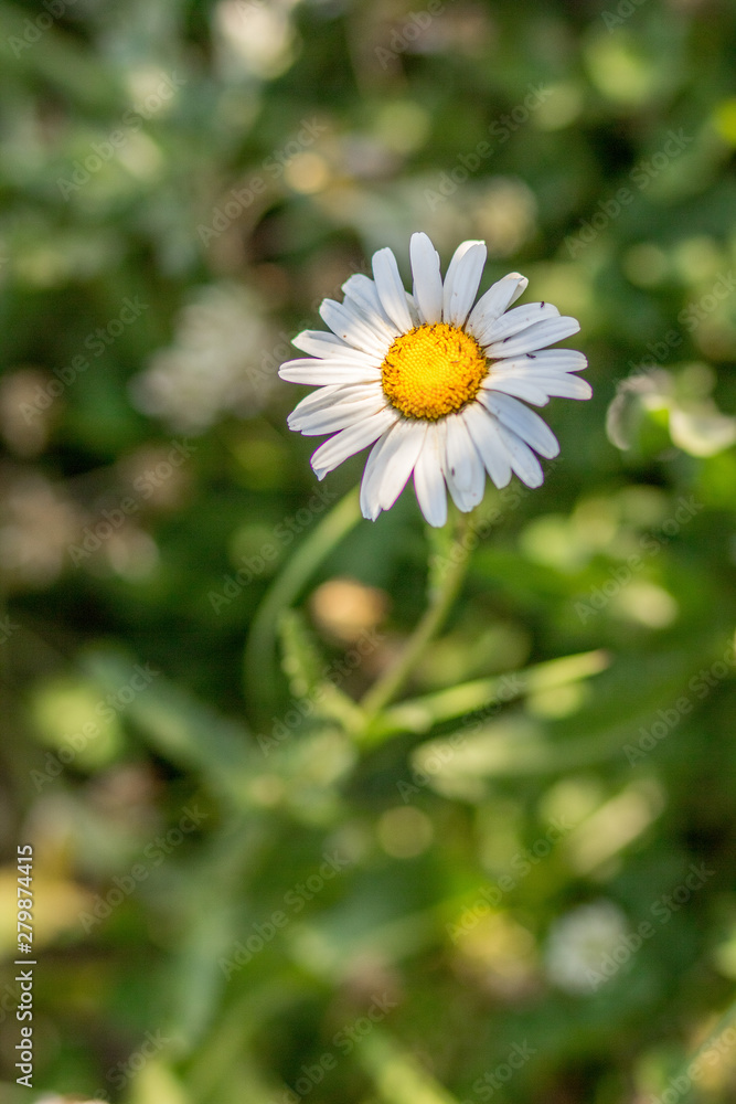 plant plant