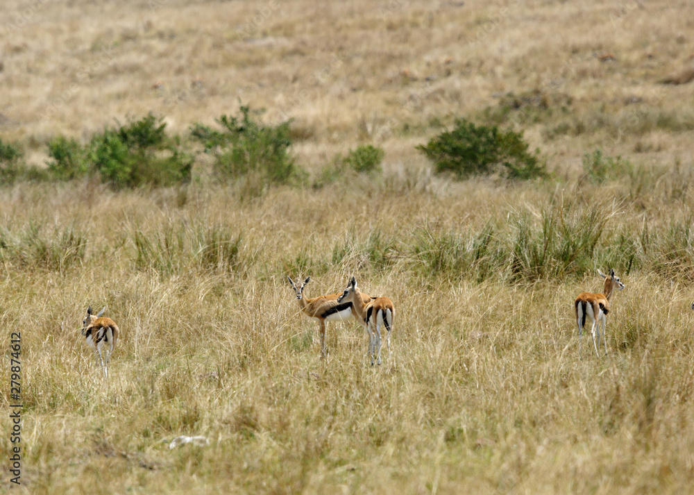 Thomson's Gazelles at Masai Mara, Kenya