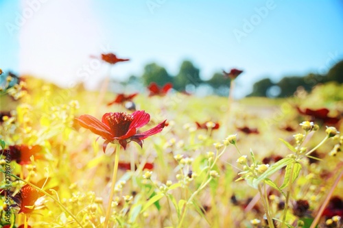 Blumen Wiese mit Insekten -...
