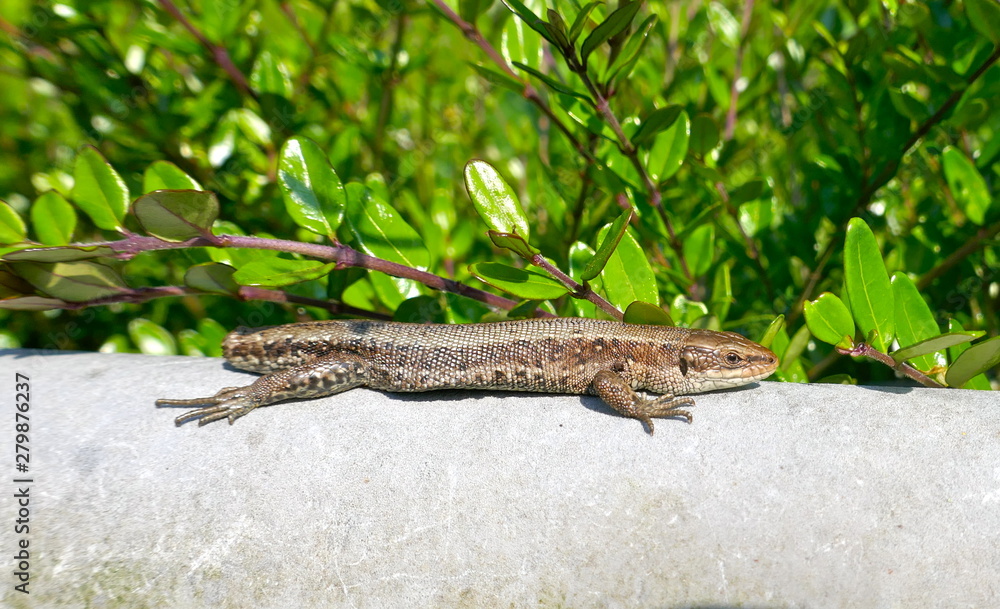 Lizard without tail lies on a wall, protected by a green hedge and enjoys the sun Lizard without tail lies on a wall, protected by a green hedge and enjoys the sun