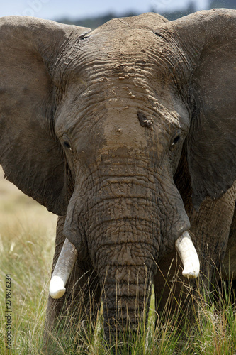 African elephant closeup, Masai Mara, Kenya