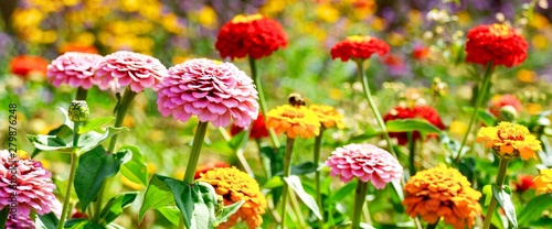 Blumen Wiese mit Insekten -...