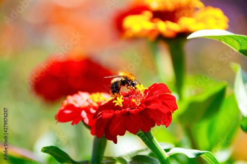 Blumen Wiese mit Insekten -...