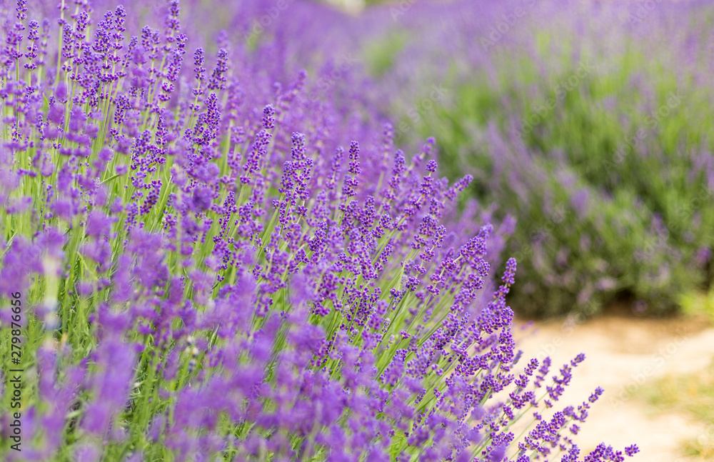 Fototapeta premium Lavender bushes closeup, French lavender in the garden, soft light effect. Field flowers background.