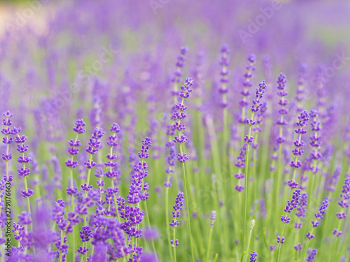Lavender bushes closeup, French lavender in the garden, soft light effect. Field flowers background. © mdyn
