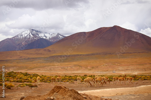 Guanacos feeding the in the desert of Andes. Plains in the foreground and mountains with snow in the background