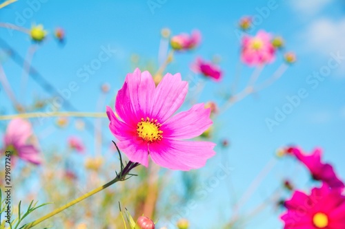 Blumenwiese - Hintergrund B...