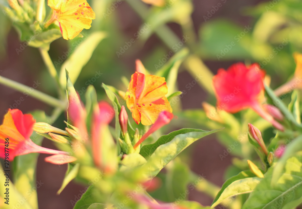 Mirabilis jalapa in summer garden Mirabilis jalapa in summer garden