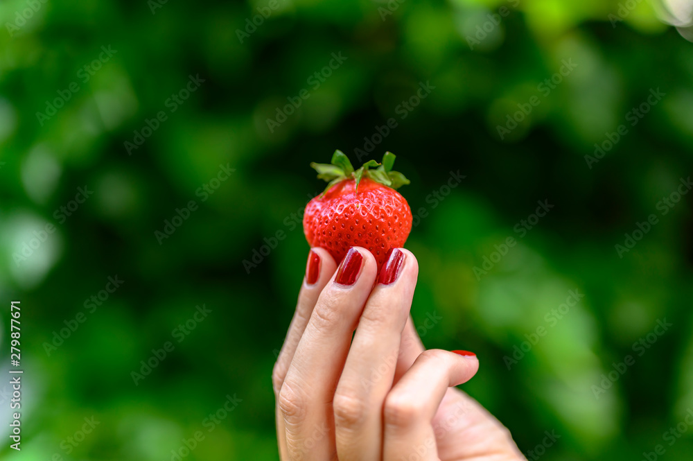 Obraz premium A ripe strawberry freshly picked and held high in fingertips.