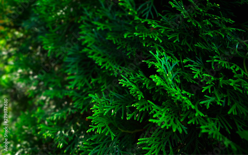 Green fir tree branch object background hd
