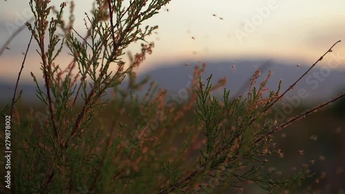 Mosquitoes sit on the branches of the bush. A huge number of mosquitoes cover branches. Mosquitoes became active during sunset. Slow motion photo