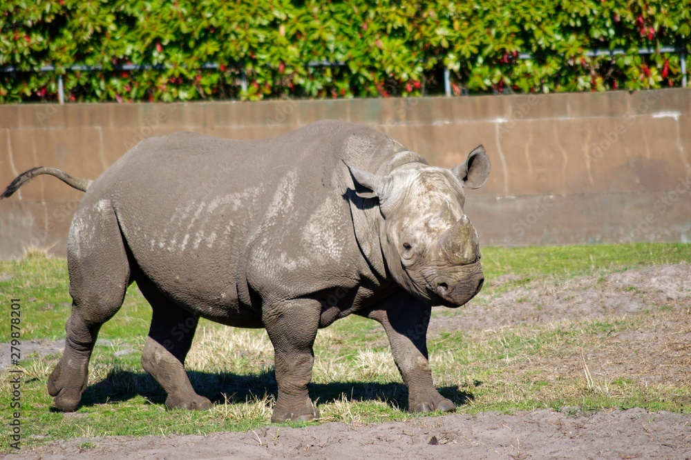 Obraz premium Pictures of animals from the Zoo