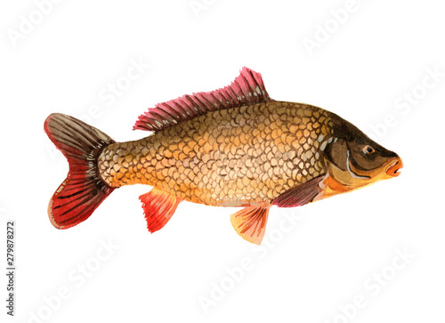 Watercolor single carp fish isolated on a white background illustration.