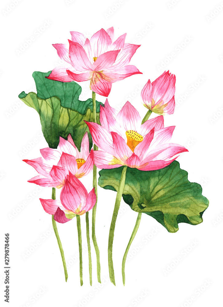 Watercolor pink lotus bouquet on a white background illustration.