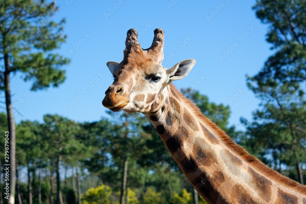 Fototapeta premium Pictures of animals from the Zoo